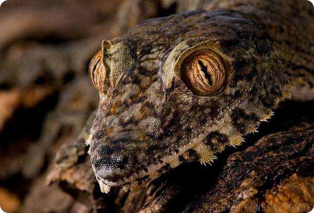 Мадагаскарский плоскохвостый геккон (лат. Uroplatus fimbriatus)