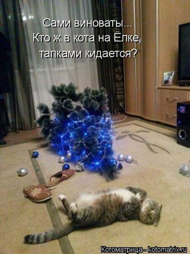 Лучшие котоматрицы недели (50 фото)