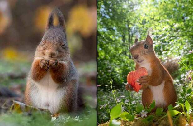 20 работ фотографа, которому удалось подружиться с белкой и сделать эмоциональные фото