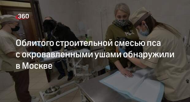 Волонтеры обнаружили облитую строительной смесью собаку на юго-востоке Москвы