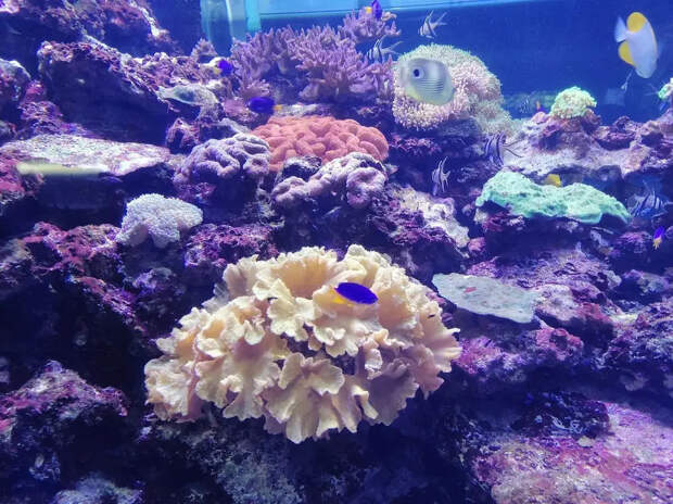 Тысячи синих парусниц заполонили пляж Сан-Франциско