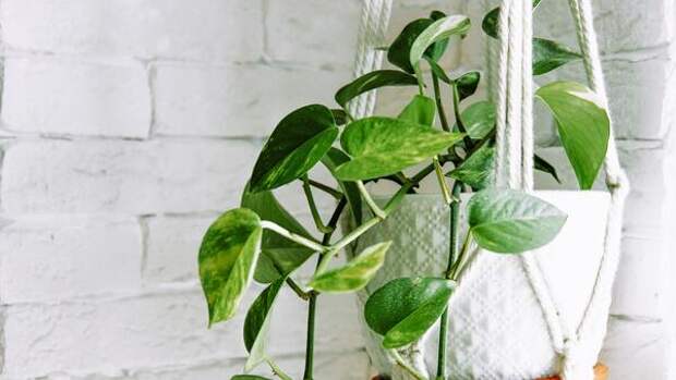 Чудеса да и только: 5 растений, которые могут расти вообще без земли