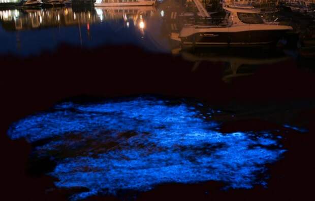 Морской порт Зебрюгге, Бельгия вода, залив, природа