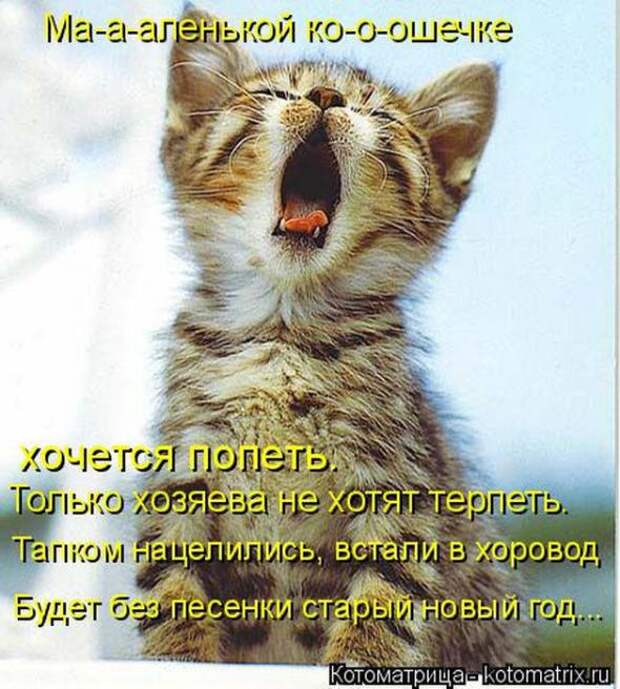 Котоматрицы (картинки с надписями)