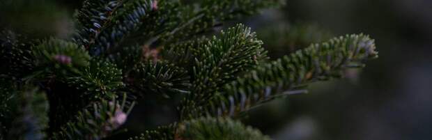 В зоопарке Алматы стартует приём живых новогодних ёлок