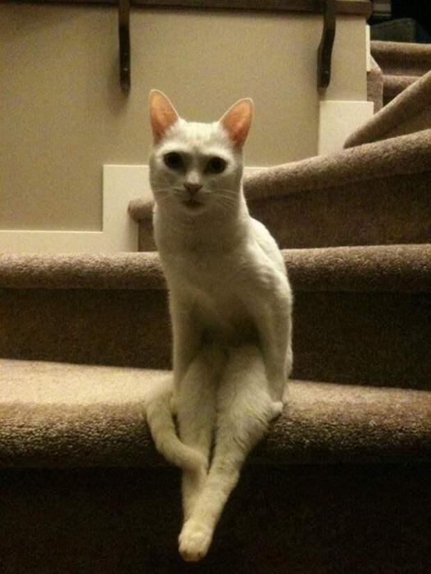 Котики