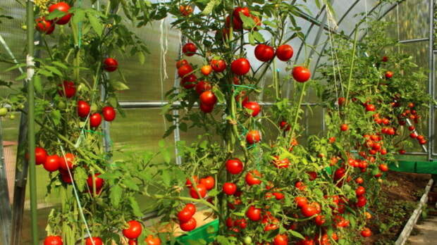 Теплицы для помидоров и огурцов будут модернизированы в Беларуси