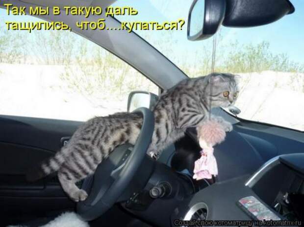 Котоматрицы(картинки с надписями)