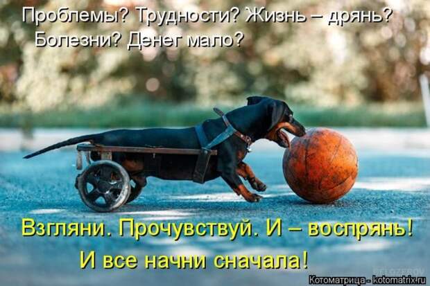 Лучшие котоматрицы недели