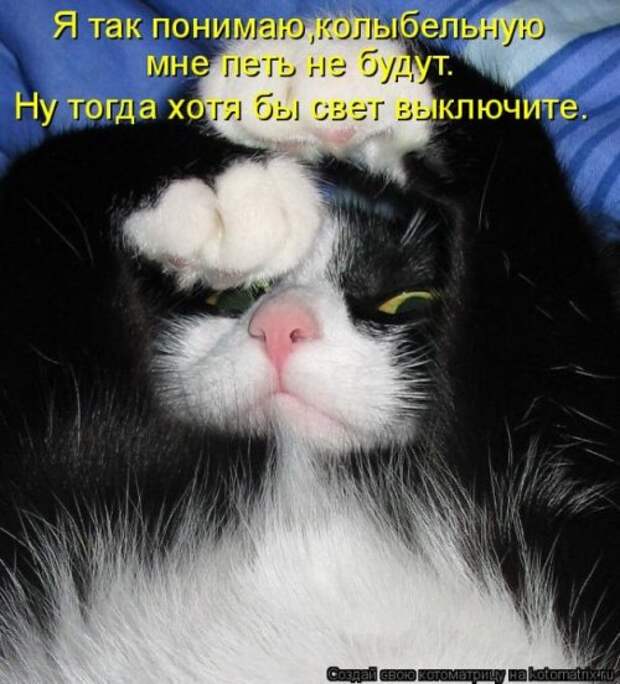 Лучшие котоматрицы недели (28 фото)