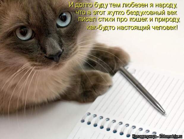 Лучшие котоматрицы недели (50 фото)