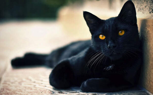 Влияние окраса кошки на ее характер Newpix.ru - позитивный интернет-журнал