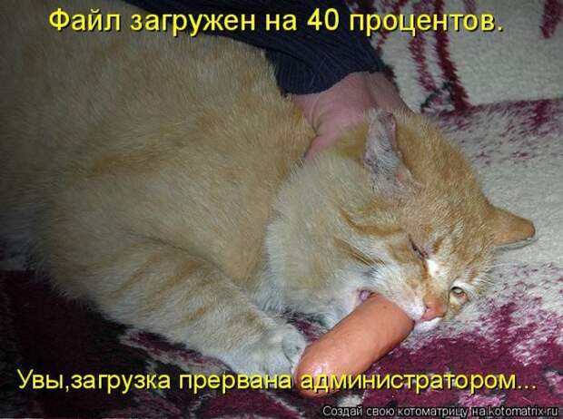 Лучшие котоматрицы недели