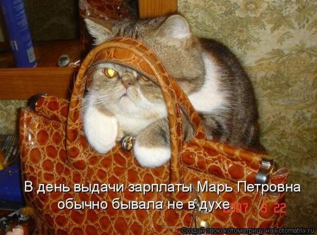 Лучшие котоматрицы недели (50 фото)