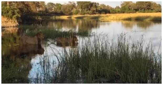 Старый лев спас соплеменника от крокодила африка, видео, животные, лев