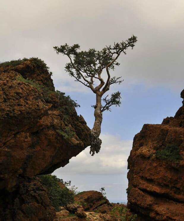 This Tree Is Tenacious This Tree Is Tenacious