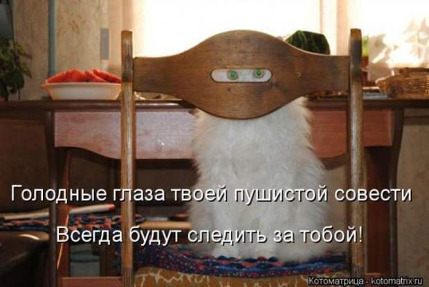 Котоматрицы(картинки с надписями)