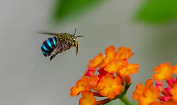 Прекрасные голубые пчелы из Австралии, живущие по своим законам