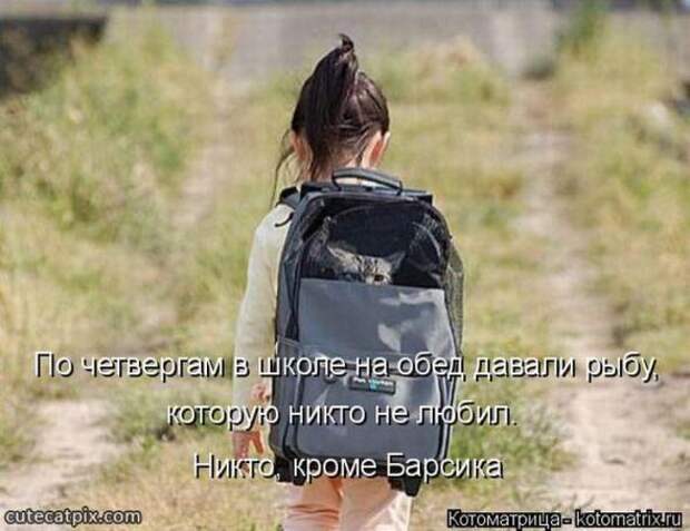 Котоматрицы(картинки с надписями)