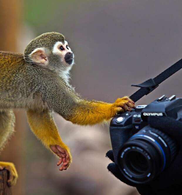 Прирожденные фотографы Прирожденные фотографы животные, фотографы