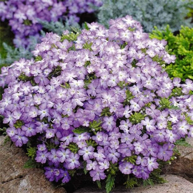 clip_image021