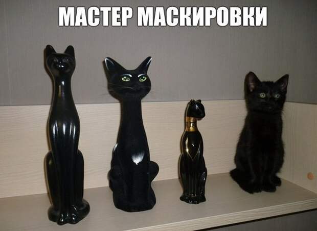 Смешные фото приколы и мемы с котами и кошками Смешные фото приколы и мемы с котами и кошками животные, коты, прикол, юмор