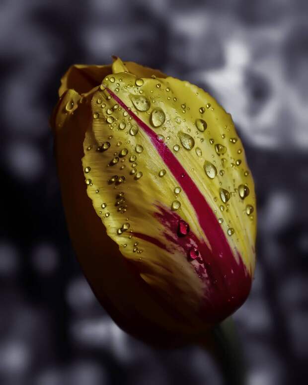Красота цветов на снимках Питера Висса