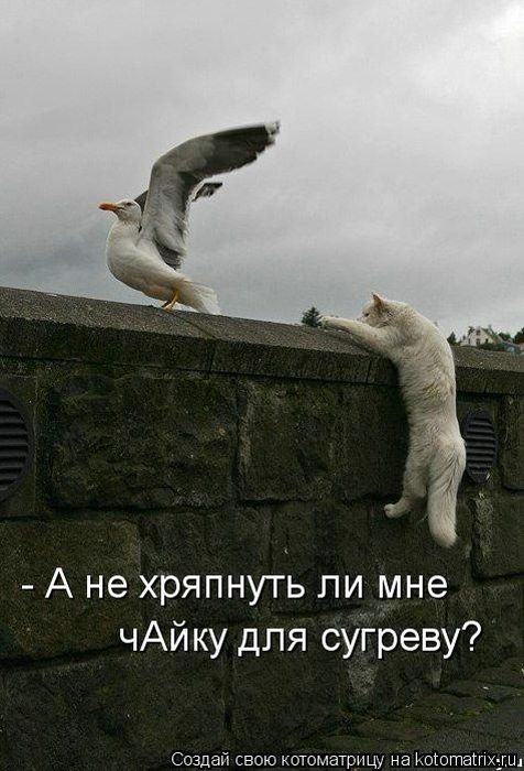 Котоматрицы (картинки с надписями)
