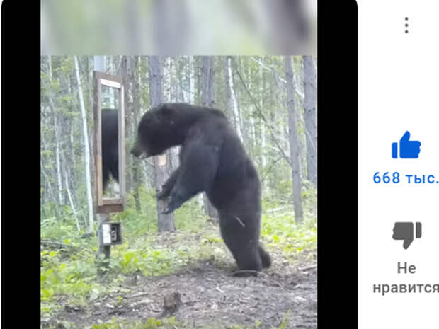 Медведь, нашедший зеркало в лесу, насмешил 20 млн человек за 15 секунд