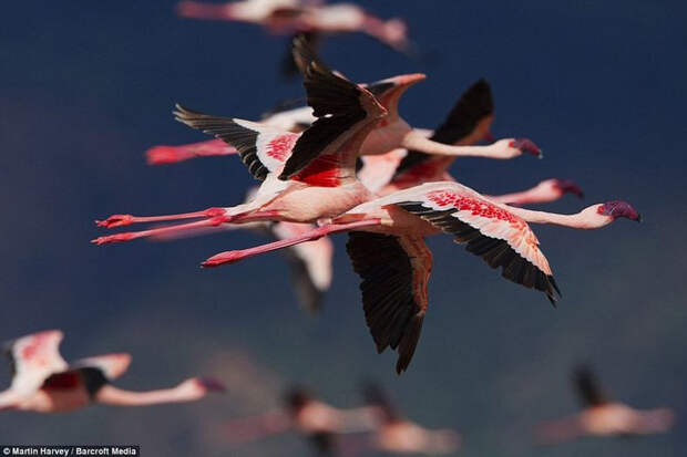 thousandsofflamingo 13 Тысячи розовых фламинго на озере Накуру