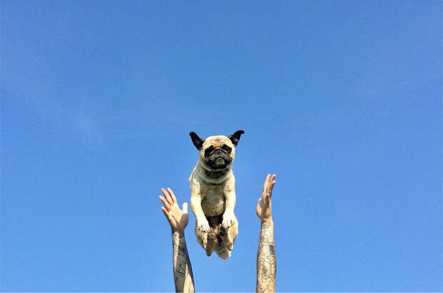 Мопс застыл в воздухе и время остановилось.
