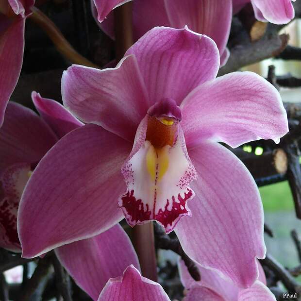 Орхидеи Койкенхофа