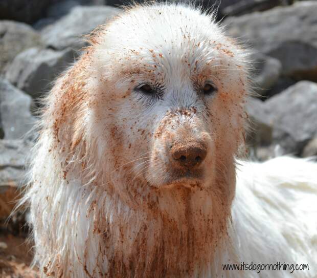 Great Pyrenees