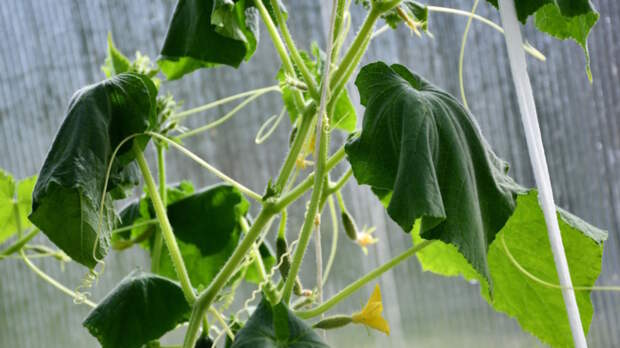 У огурцов вянут листья: основные причины и как справиться с проблемой