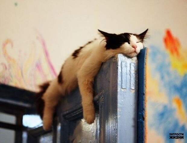 Коты могут спать всегда и везде, главное желание