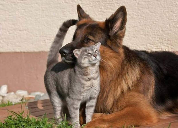 Кошки VS Собаки Выпуск 357 (21 фото)