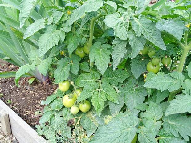 что посадить на огороде список - помидоры и ирисы (слева)