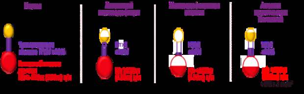 Уровни ферритина сыворотки, насыщения трансферрина железом и гемоглобина при различных формах дефицита железа