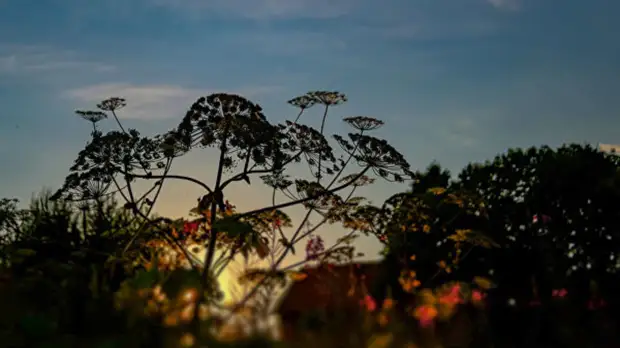 В Ижевске утвердили «дорожную карту» по борьбе с борщевиком