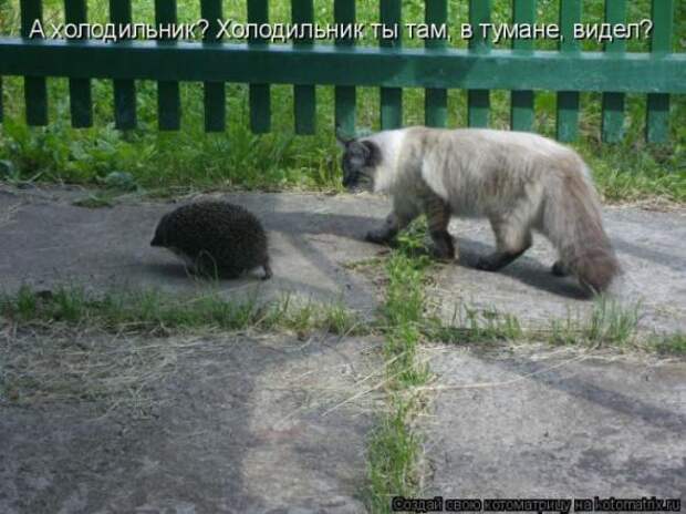 Котоматрицы(картинки с надписями)