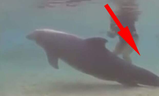 Дайверы заметили кое-что у хвоста дельфина. Дальше камера запечатлела Это…