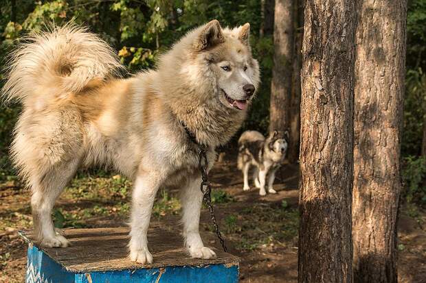 Собаки Семеновых не раз становились победителями международных соревнований Фото: Светлана МАКОВЕЕВА