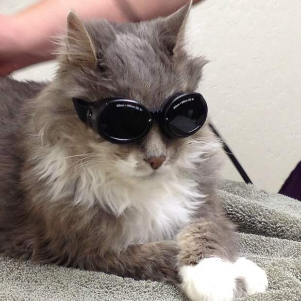 Смешные и забавные кошки