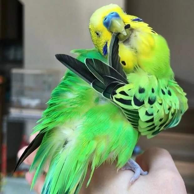 ереар (700x700, 264Kb)