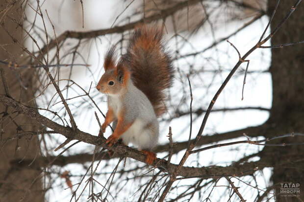 Татарстанда хайваннар һәм кошларны кышкы исәпкә алу башланды