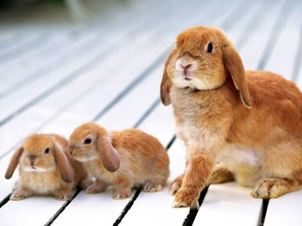 Мать и дитя в мире животных: крольчиха с крольчатами. Фото