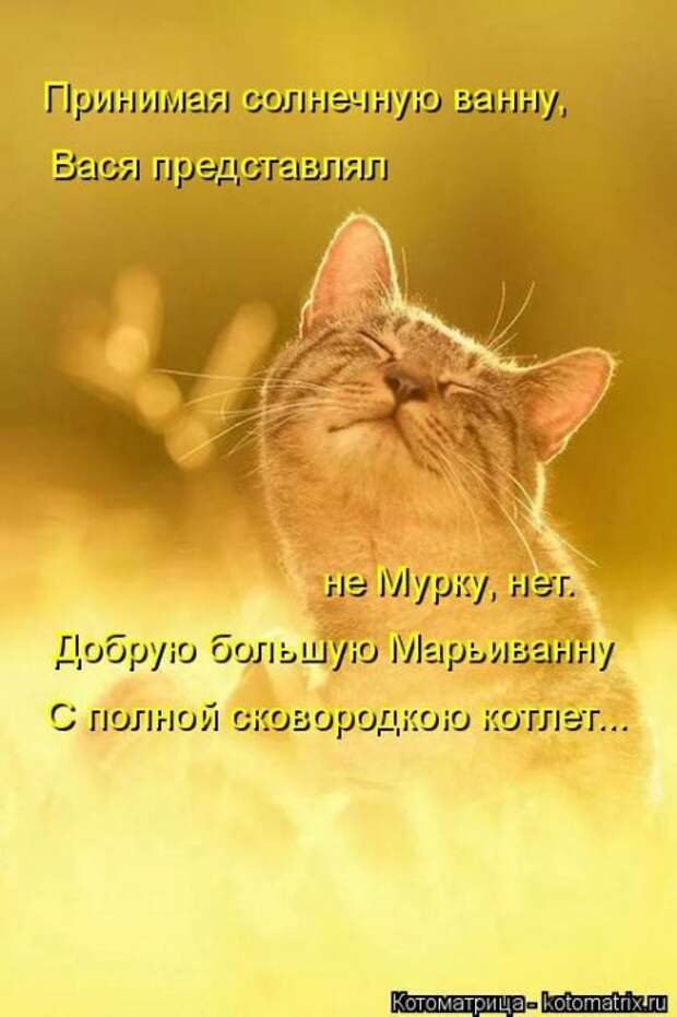 Лучшие котоматрицы недели (50 фото)