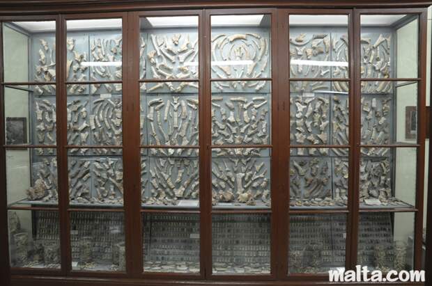 bones-collection-in-the-ghar-dalam-cave-s-museum-in-birzebbuga