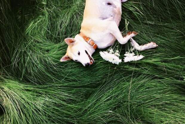 Самая счастливая в мире собака Глута, взятая с улицы и победившая рак (16 фото + видео)