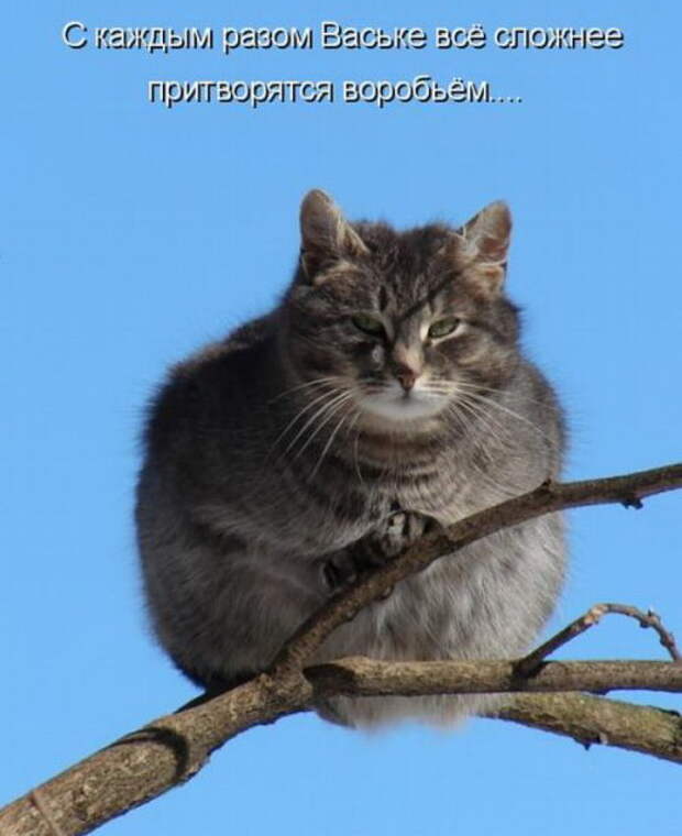 Котоматрицы (50 штук) Котоматрицы (50 штук)